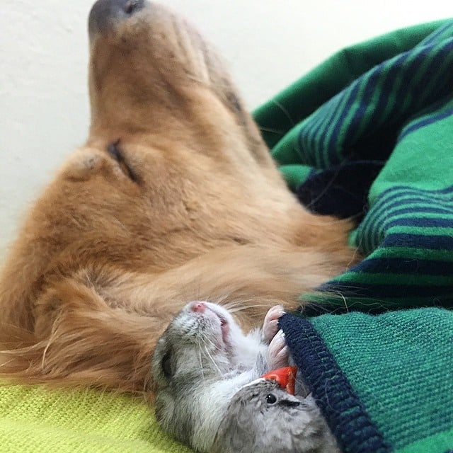 bob-golden-retriever-sao-paulo-501