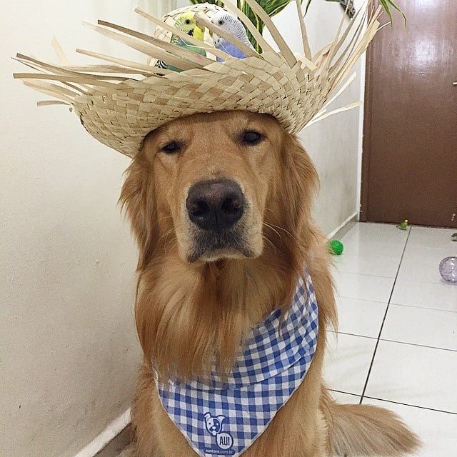 bob-golden-retriever-sao-paulo-541