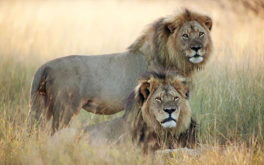 cecil-lion-illegal-hunting-internet-backlash-walter-palmer-zimbabwe-11