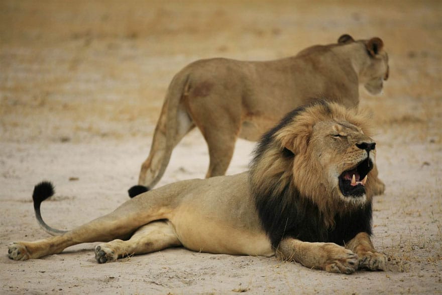 cecil-lion-illegal-hunting-internet-backlash-walter-palmer-zimbabwe-12