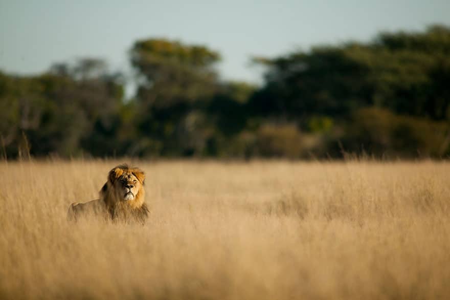 cecil-lion-illegal-hunting-internet-backlash-walter-palmer-zimbabwe-20