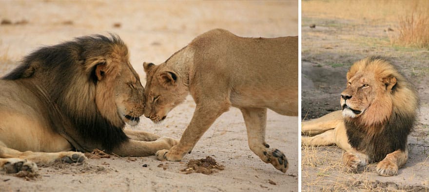 cecil-lion-illegal-hunting-internet-backlash-walter-palmer-zimbabwe-21