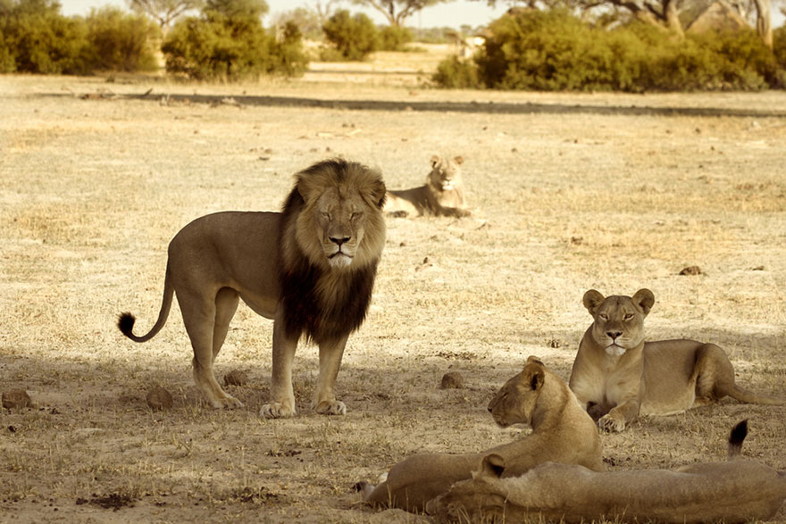 cecil-lion-illegal-hunting-internet-backlash-walter-palmer-zimbabwe-4