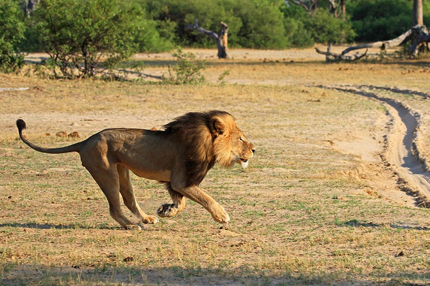 cecil-lion-illegal-hunting-internet-backlash-walter-palmer-zimbabwe-5