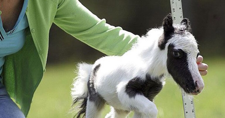 Μίνι αλογάκια: Μπορεί να είναι μικρά αλλά έχουν καρδιά μεγάλου αλόγου!