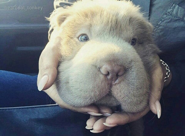 cute-bear-lookalike-dog-tonkey-10