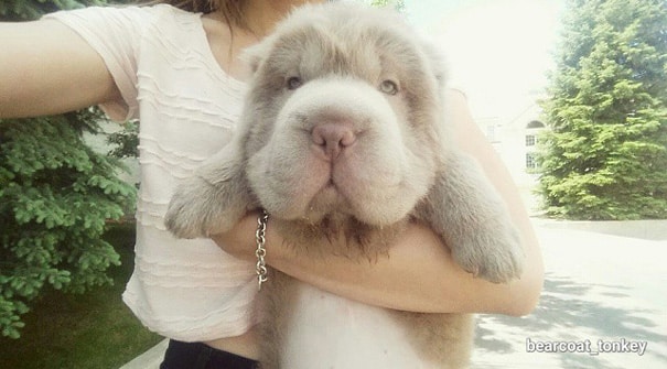 cute-bear-lookalike-dog-tonkey-21