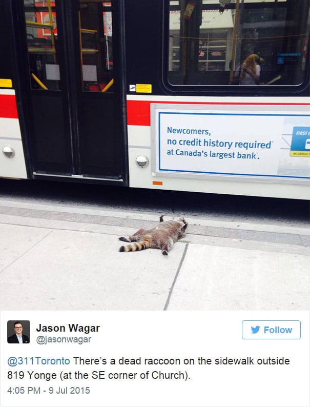 dead-raccoon-memorial-shrine-mourning-deadraccoonto-toronto-1