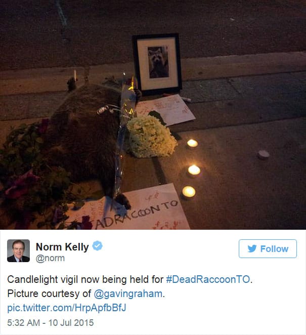 dead-raccoon-memorial-shrine-mourning-deadraccoonto-toronto-10