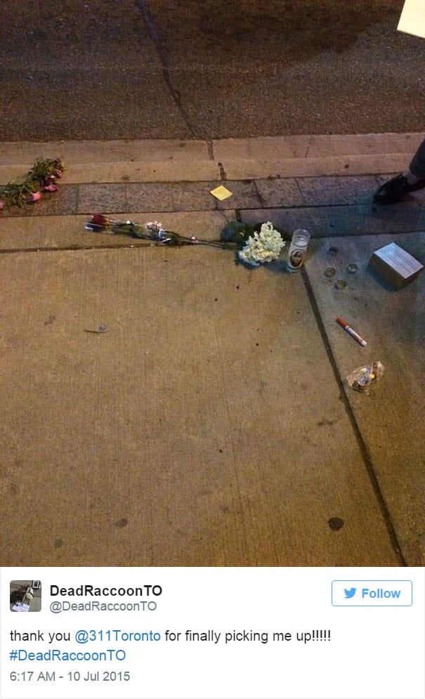 dead-raccoon-memorial-shrine-mourning-deadraccoonto-toronto-11