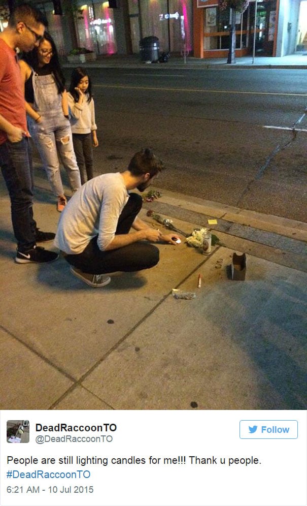 dead-raccoon-memorial-shrine-mourning-deadraccoonto-toronto-12