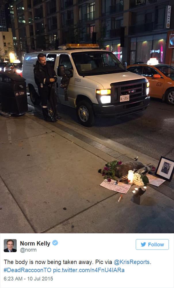 dead-raccoon-memorial-shrine-mourning-deadraccoonto-toronto-13