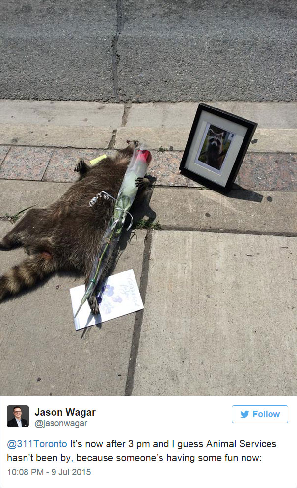 dead-raccoon-memorial-shrine-mourning-deadraccoonto-toronto-2