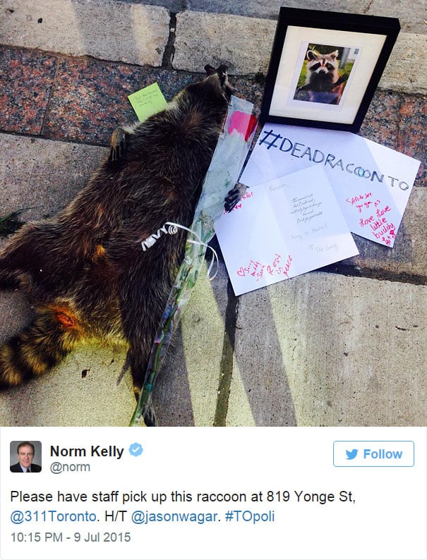 dead-raccoon-memorial-shrine-mourning-deadraccoonto-toronto-3