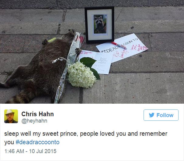 dead-raccoon-memorial-shrine-mourning-deadraccoonto-toronto-5