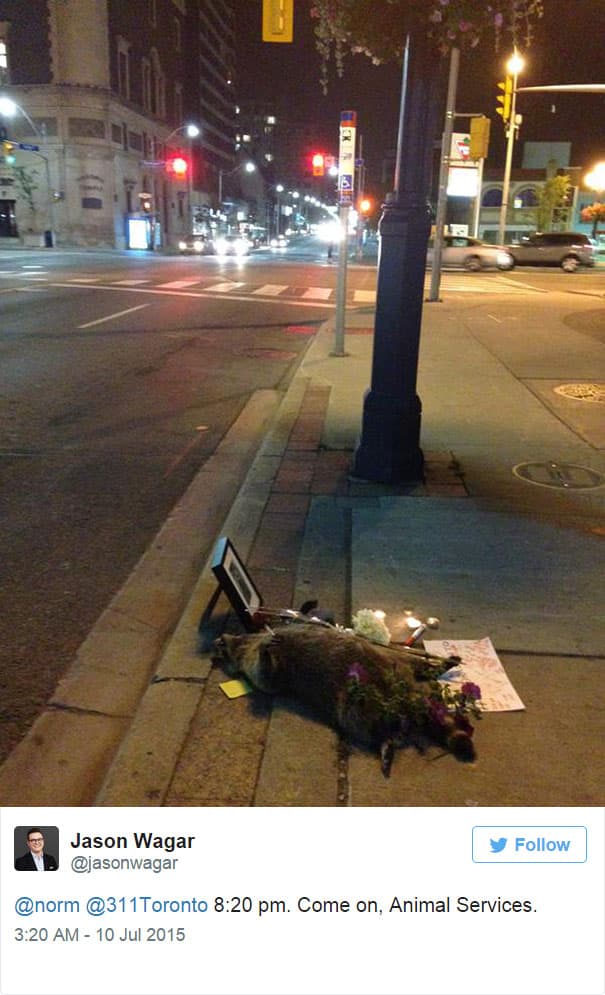 dead-raccoon-memorial-shrine-mourning-deadraccoonto-toronto-7-2