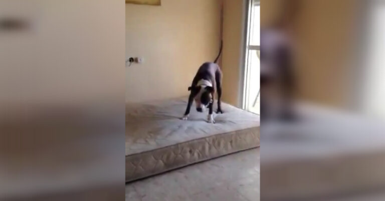 Άφησαν επιτέλους αυτό το Pitbull να ανέβει στο κρεβάτι. Η αντίδραση του; Ξεκαρδιστική!