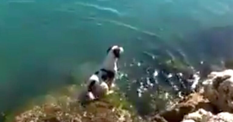 Σκύλος κολυμπά με ομάδα δελφινιών και μας μαγεύει!