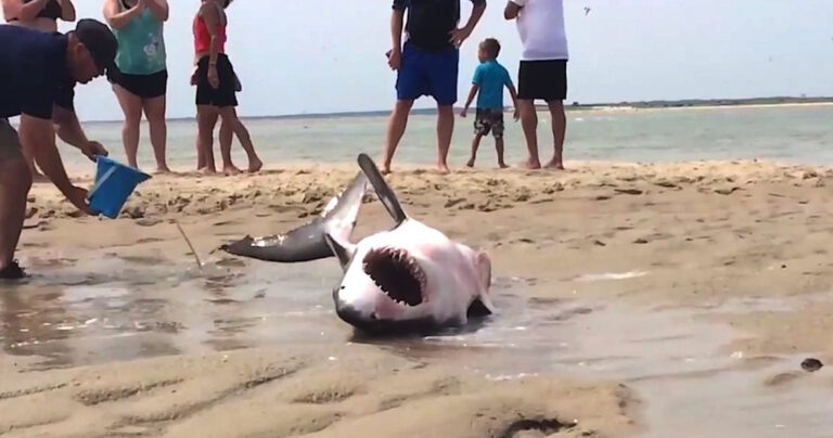 Ήρωες της παραλίας σώζουν καρχαρία που παρασύρθηκε στην ακτή