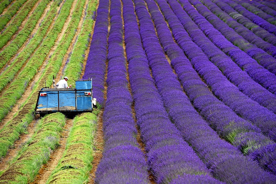 lavender-fields-harvesting-1