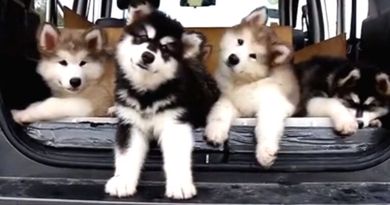 Τα χαριτωμένα κουταβάκια πηδούν μέσα στο αυτοκίνητο. Δείτε τι κάνει το άσπρο και το μαύρο!