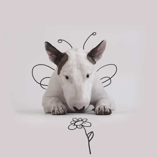 Jimmy-the-Bull-Terrier17__605