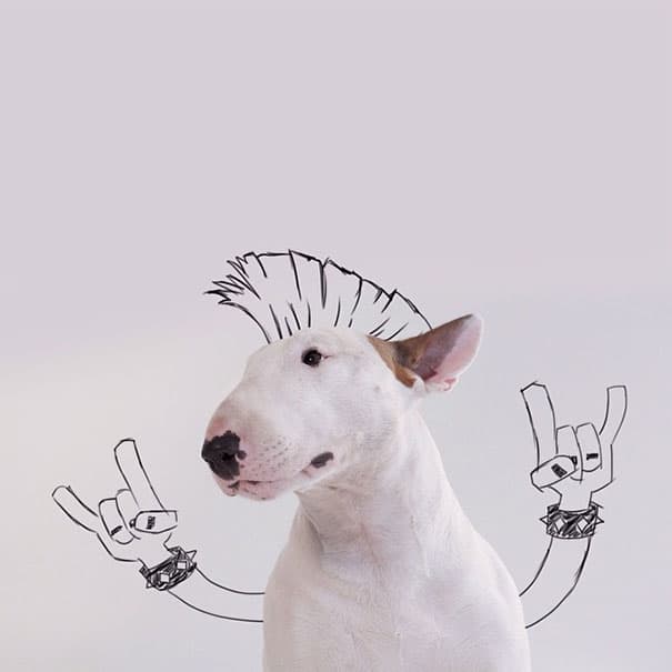 Jimmy-the-Bull-Terrier2__605