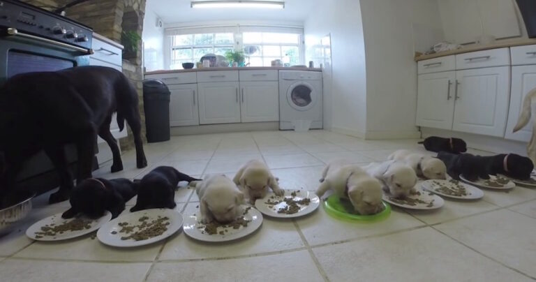 10 πανέμορφα κουταβάκια Λαμπραντόρ τρώνε για πρώτη φορά στερεά τροφή και είναι σκέτη γλύκα!