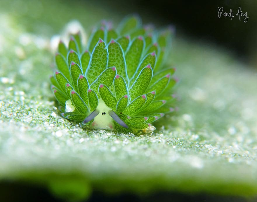 leaf-sheep-sea-slug-costasiella-kuroshimae-4