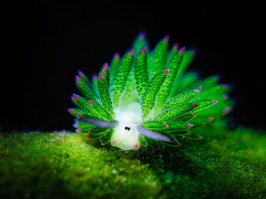 leaf-sheep-sea-slug-costasiella-kuroshimae-6