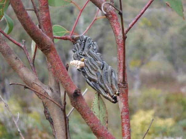 mono-stin-australia-183