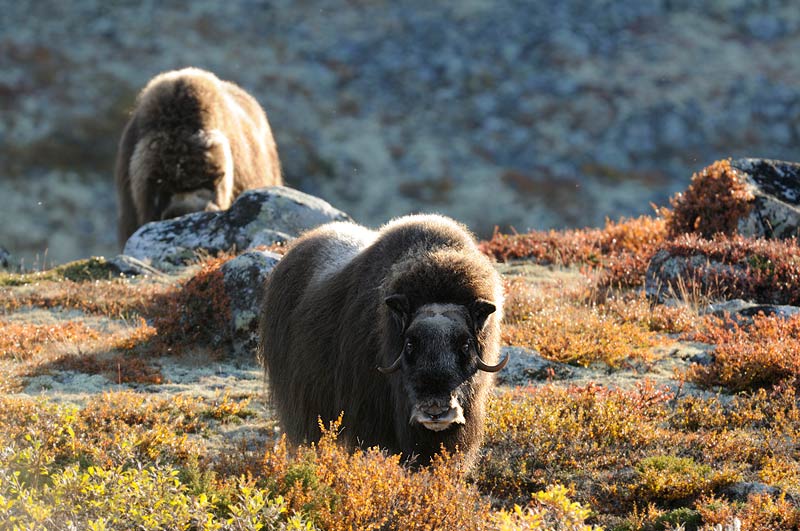 muskox in dovrefjell