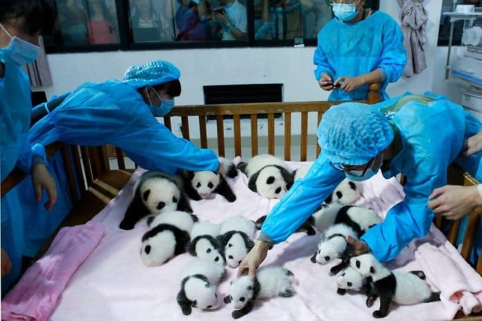 panda daycare nursery chengdu research base breeding 10