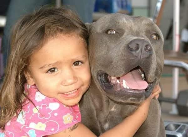 pitbull and little girl 600x437 1