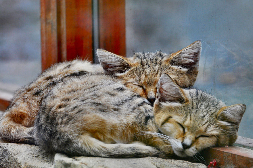 sand-cats-kittens-forever-13