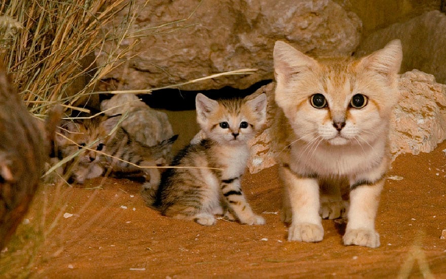 sand-cats-kittens-forever-1__880