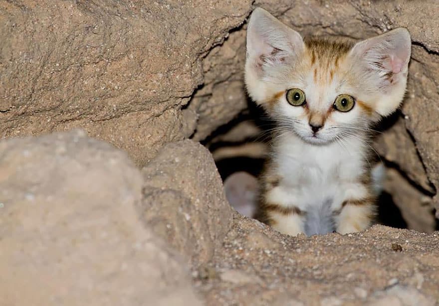 sand-cats-kittens-forever-4__880