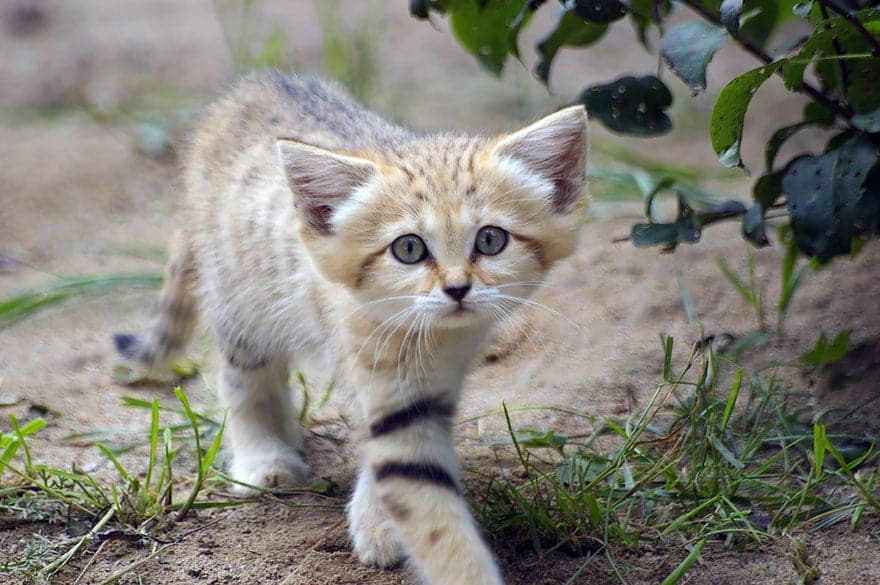 sand-cats-kittens-forever-6__880