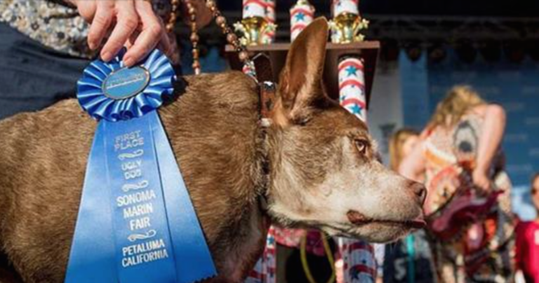 Αυτός είναι ο πιο “άσχημος” σκύλος στον κόσμο