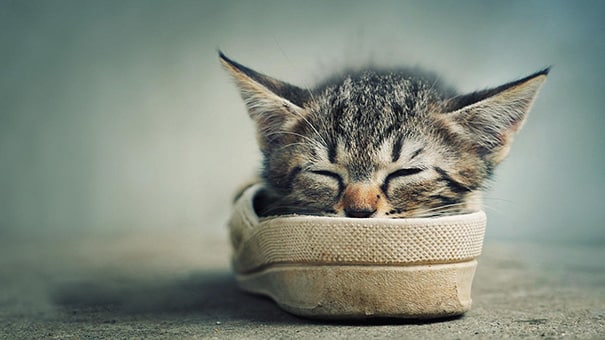 sleeping-kitties-22__605