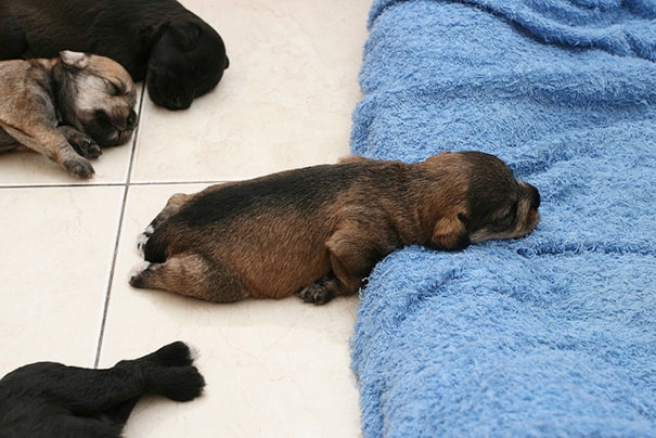 sleeping-puppy-36__605