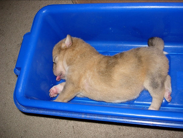 sleeping-puppy-49__605