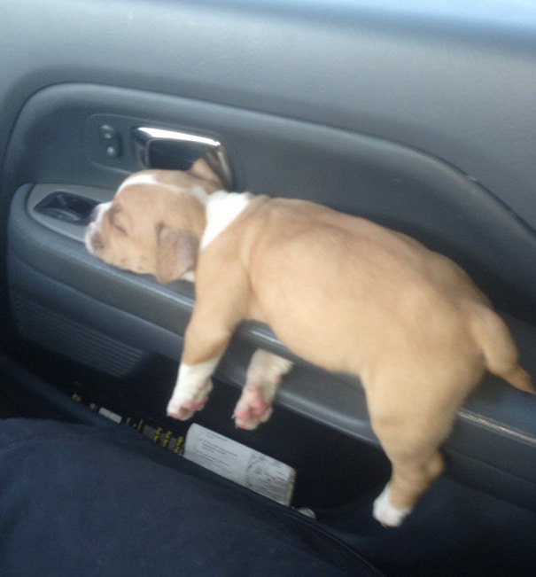 sleeping-puppy-62__605