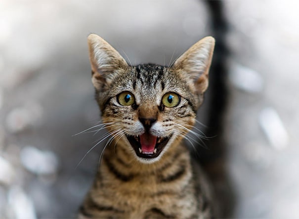 smiling-cat-20__605