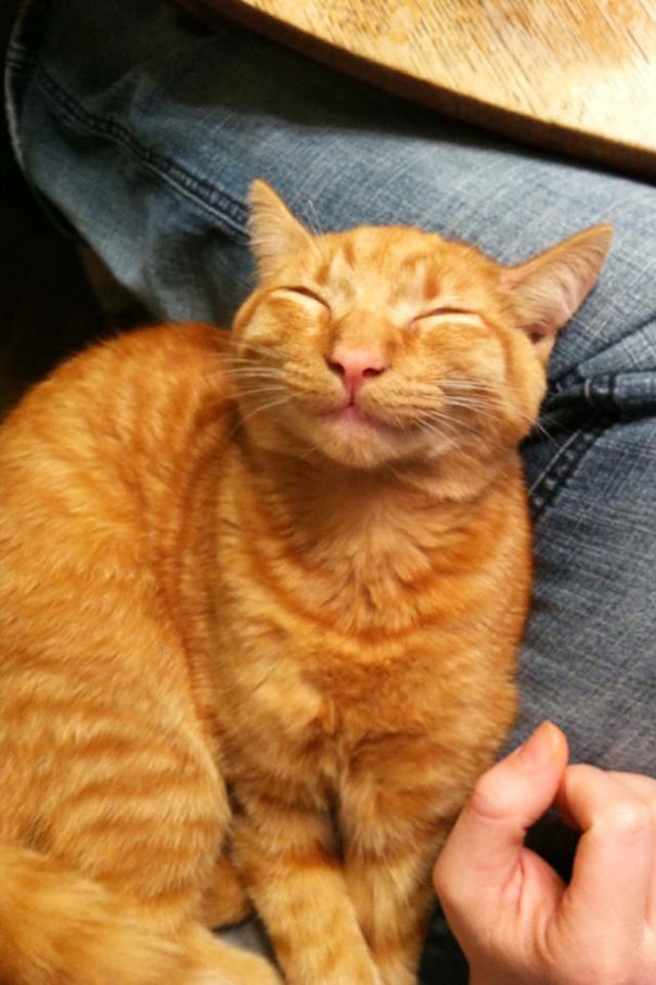 smiling-cat-25__605