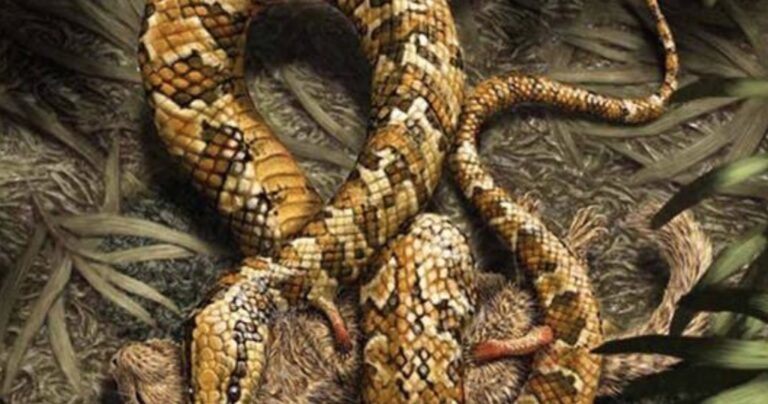 Επιστήμονες ανακάλυψαν το πρώτο φίδι με τέσσερα πόδια!