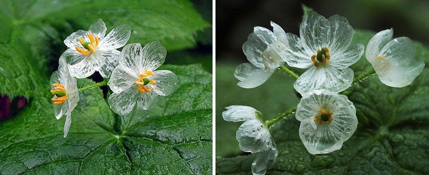 transparent-skeleton-flowers-in-rain-diphylleia-grayi-20