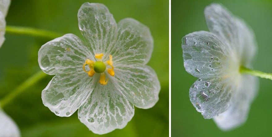 transparent-skeleton-flowers-in-rain-diphylleia-grayi-22