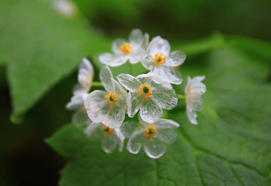 transparent-skeleton-flowers-in-rain-diphylleia-grayi-23