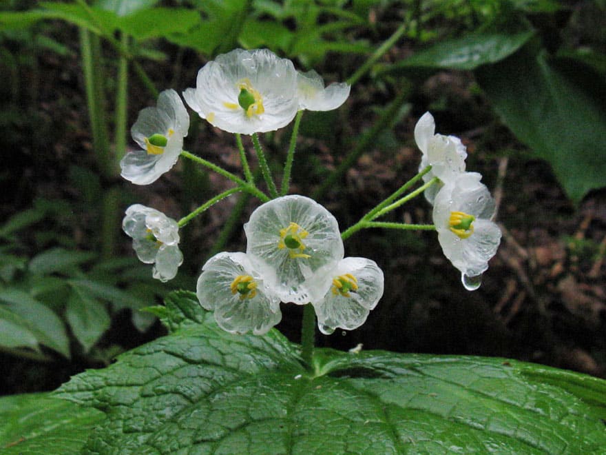 transparent-skeleton-flowers-in-rain-diphylleia-grayi-6